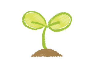 双葉の芽